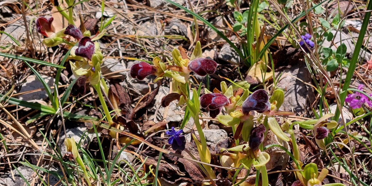 Orchidee di Marzo - Dalla Grecia con passione